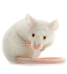 xlab_mouse-final-jpg-pagespeed-ic-krfeijsc4i